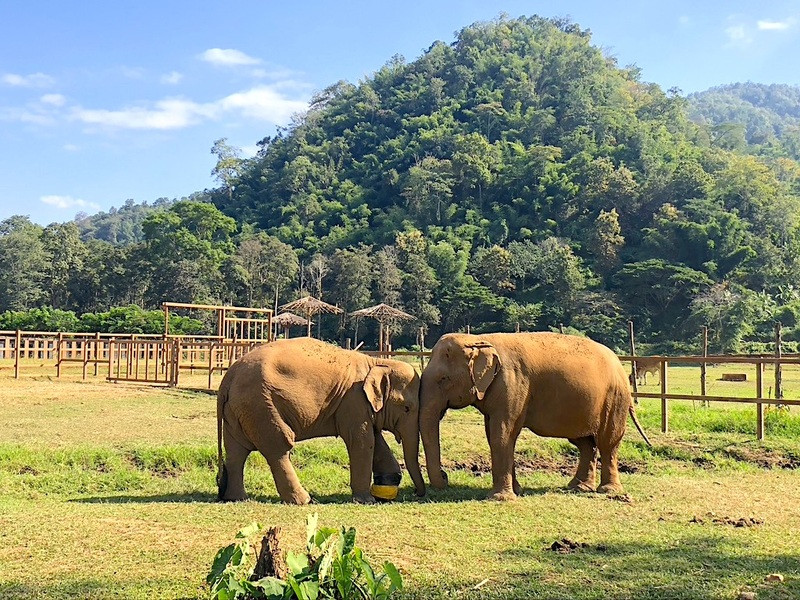 Khu bảo tồn voi Mondulkiri Project Elephant