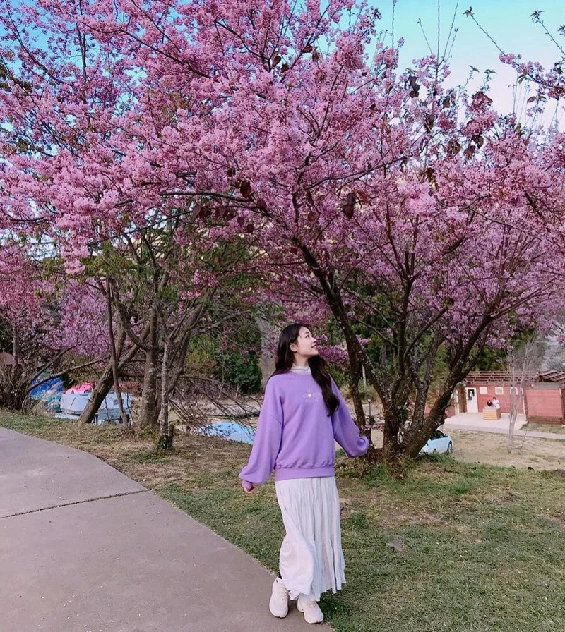 Lưu ý quan trọng khi đi săn hoa anh đào Đài Loan tháng 4 