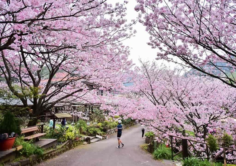 Lạc bước giữa mùa anh đào Đài Loan