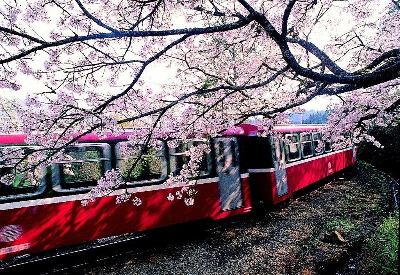 Ngắm hoa anh đào xuyên qua đoàn tàu đỏ