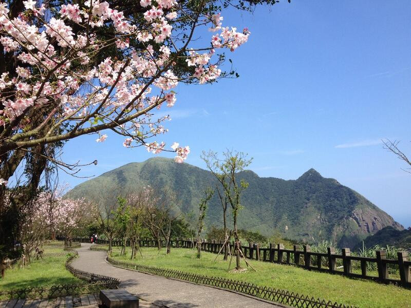 Khung cảnh hoa anh đào tại Bảo tàng Vàng Khung cảnh hoa anh đào tại Bảo tàng Vàng