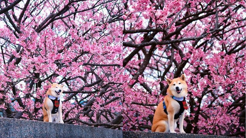 Ngắm hoa anh đào vườn quốc gia Dương Minh Sơn Ngắm hoa anh đào vườn quốc gia Dương Minh Sơn