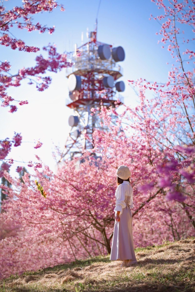 Hàng nghìn gốc anh đào đua nhau nở rộ tại trang trại 