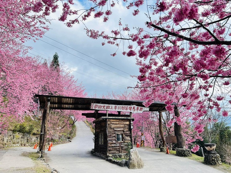 Hoa anh đào ở làng Simaku, Đài Loan phủ sắc hồng Hoa anh đào ở làng Simaku, Đài Loan phủ sắc hồng