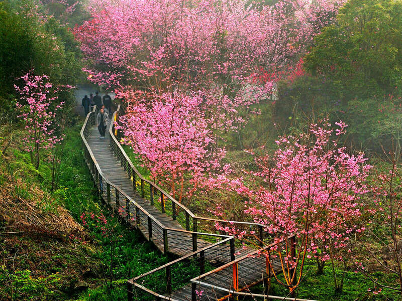 Tận hưởng vẻ đẹp hoa anh đào tại núi Alishan Tận hưởng vẻ đẹp hoa anh đào tại núi Alishan