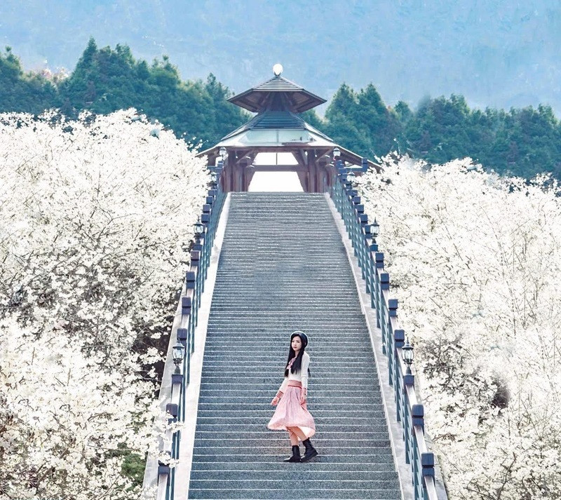 Giống anh đào trắng hiếm gặp tại Gia Nghĩa 