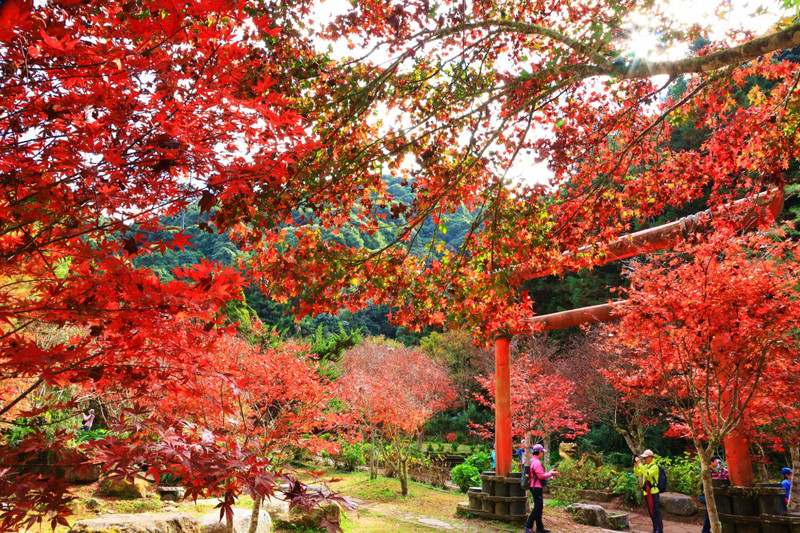 Lá phong đỏ vào mùa thu tại Shanlinxi