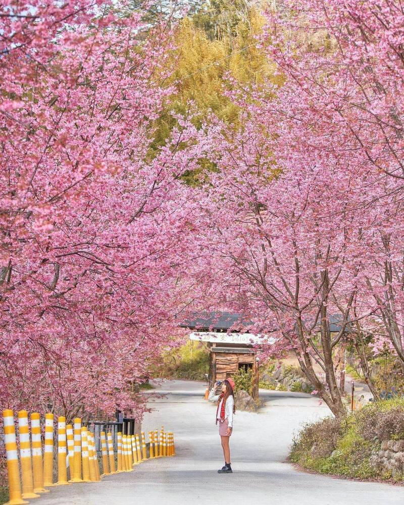  Mùa hoa anh đào tại đây thường kéo dài đến tận tháng 4 