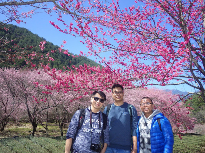 Check-in hoa đào ở Sanxia