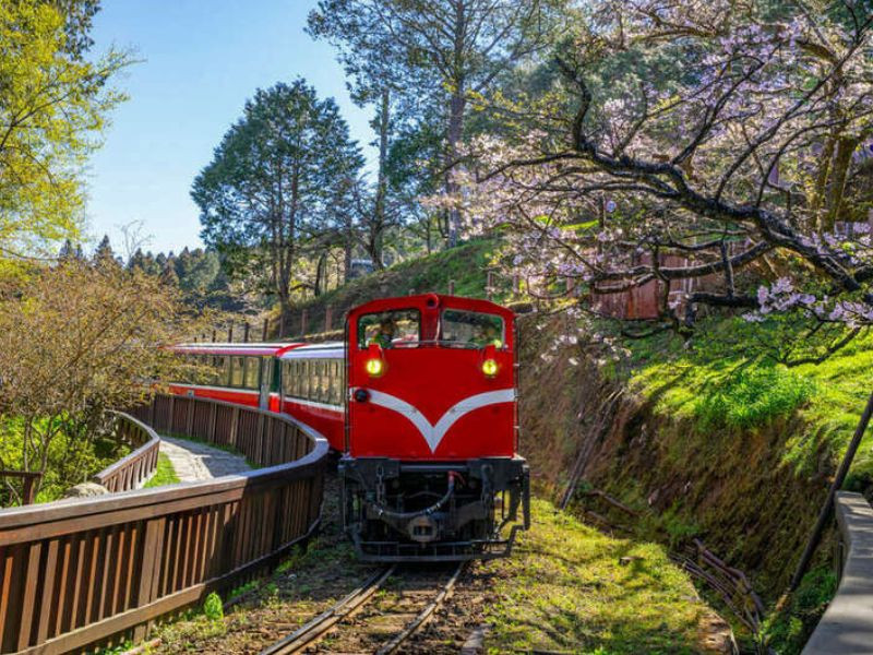 Trải nghiệm tàu rừng huyền thoại Alishan trong tour Đài Loan tết 2026 