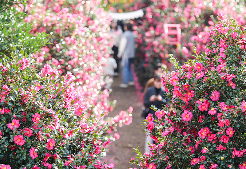 Đồi hoa Camellia