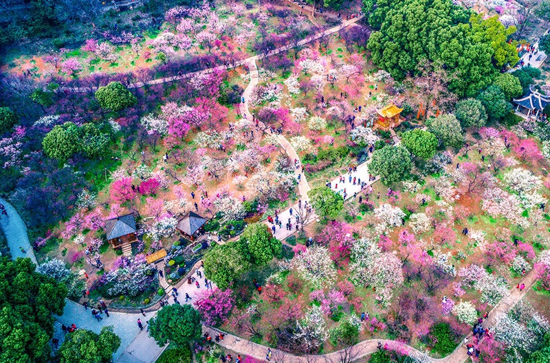 Công viên hoa anh đào Yeouido 