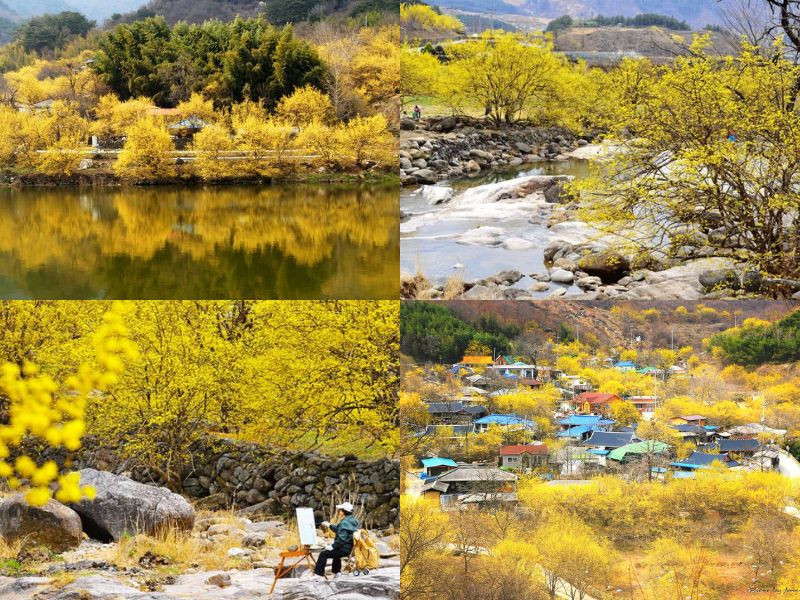 Gurye – vùng đất của hoa sơn phù du