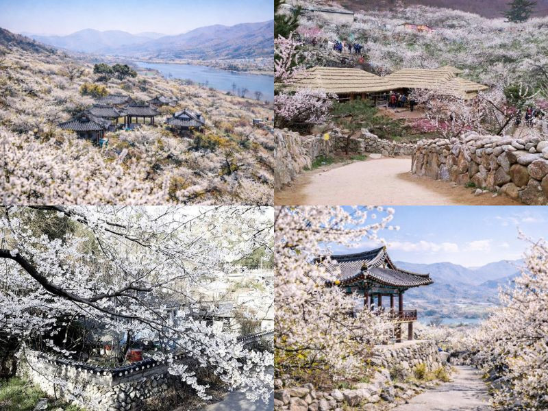 Gwangyang – thiên đường hoa Maehwa