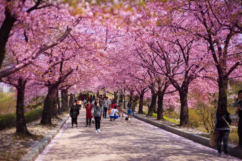 Vẻ đẹp của hoa anh đào tại đảo Jeju 
