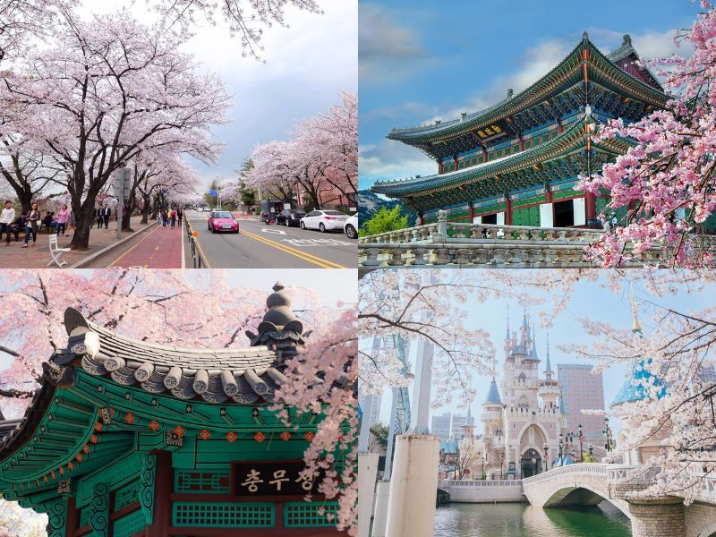   Seoul quy tụ nhiều địa điểm ngắm hoa anh đào quen thuộc, đầy sức hút mỗi mùa xuân