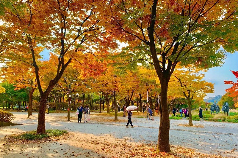 Bức tranh thiên nhiên rừng Seoul