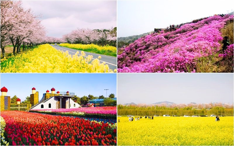 Các lễ hội Hàn Quốc trong tháng 4 