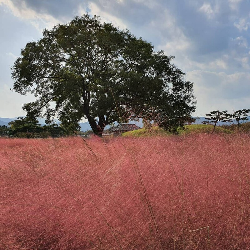 Cánh đồng cỏ hồng Muhly