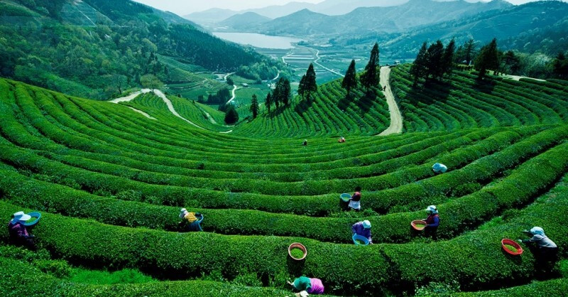 Cánh đồng trà xanh Boseong 