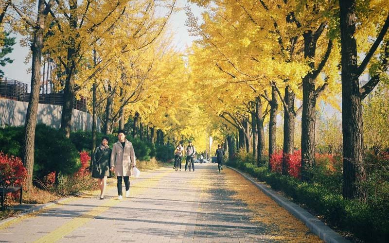 Vào mùa hè cây ở Seoul  - Những chiếc lá màu vàng rơi