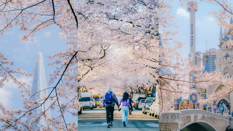 Check-in mùa hoa anh đào vào tháng 4 Check-in mùa hoa anh đào vào tháng 4