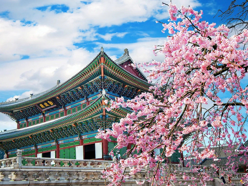 Cung điện Gyeongbokgung mùa hoa anh đào