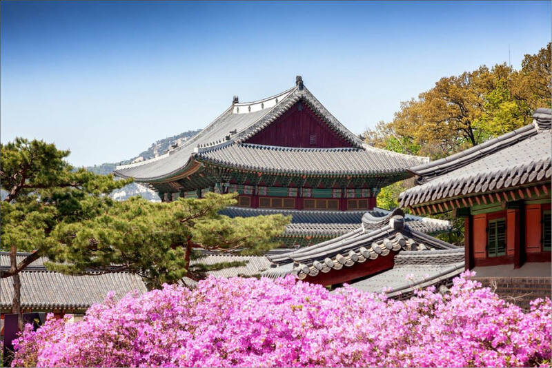 Mai hồng nở rộ quanh cung điện Changgyeonggung