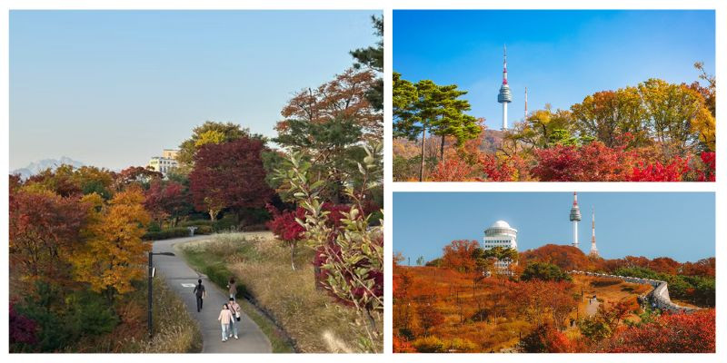 Du lịch mùa thu Hàn Quốc cung đường lá phong rực rỡ dẫn lên N Seoul Tower
