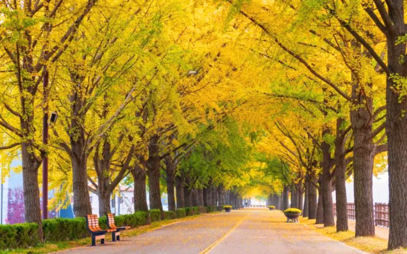 Dạo bước dưới con đường ngân hạnh rực nắng Dạo bước dưới con đường ngân hạnh rực nắng