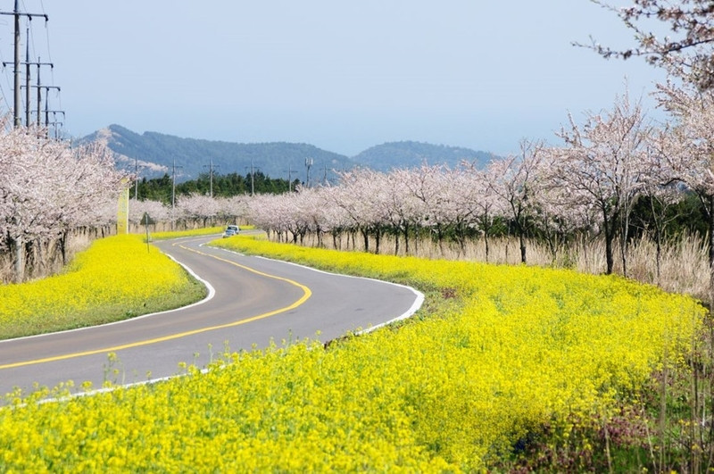 Sắc hồng rực rỡ mùa hoa anh đào tại Jeju