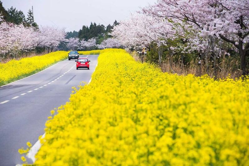 Đảo Jeju