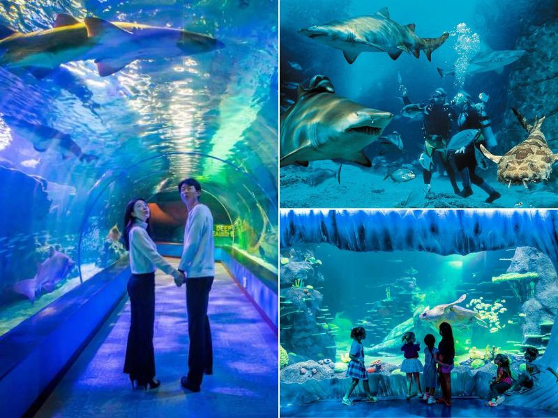 Khám phá đại dương đa sắc màu tại thủy cung Sealife Busan