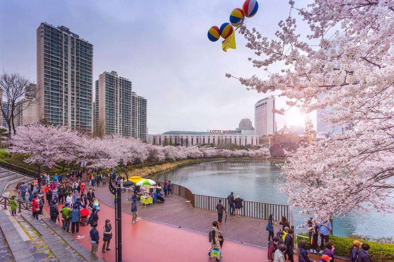 Khung cảnh đầy thơ mộng tại hồ Seokchon mùa hoa anh đào