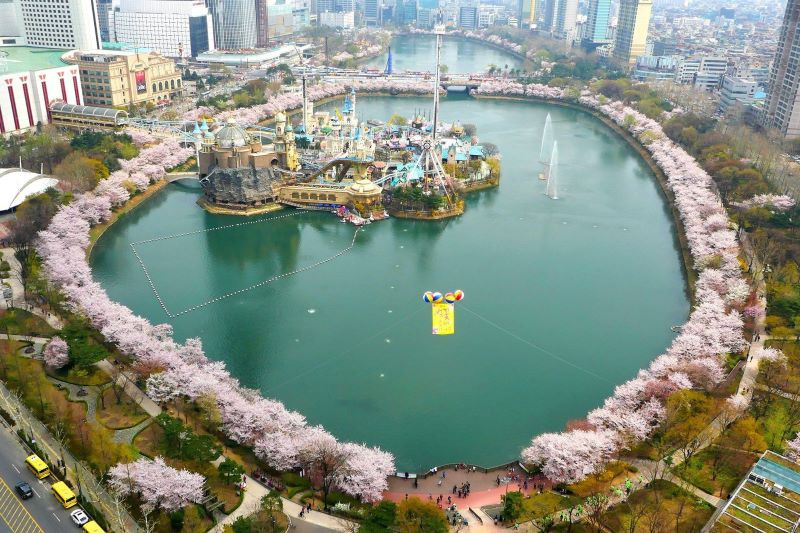 Ngắm hoa anh đào tại Hồ Seokchon