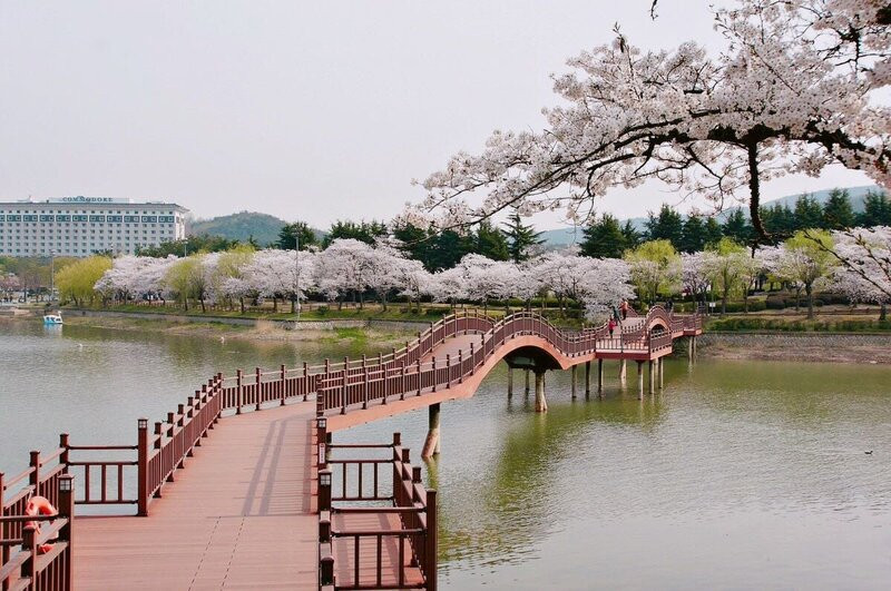 Hoa anh đào ở Gyeongju 