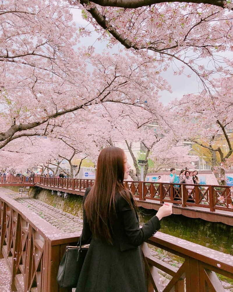 Check-in dưới hàng hoa anh đào nở rộ tại Hàn Quốc Check-in dưới hàng hoa anh đào nở rộ tại Hàn Quốc