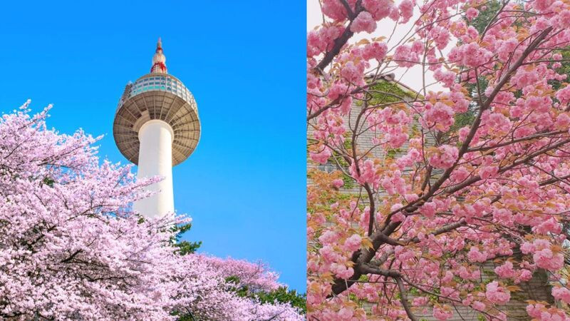 Hoa anh đào quanh tháp Namsan và hoa anh đào kép Hoa anh đào quanh tháp Namsan và hoa anh đào kép