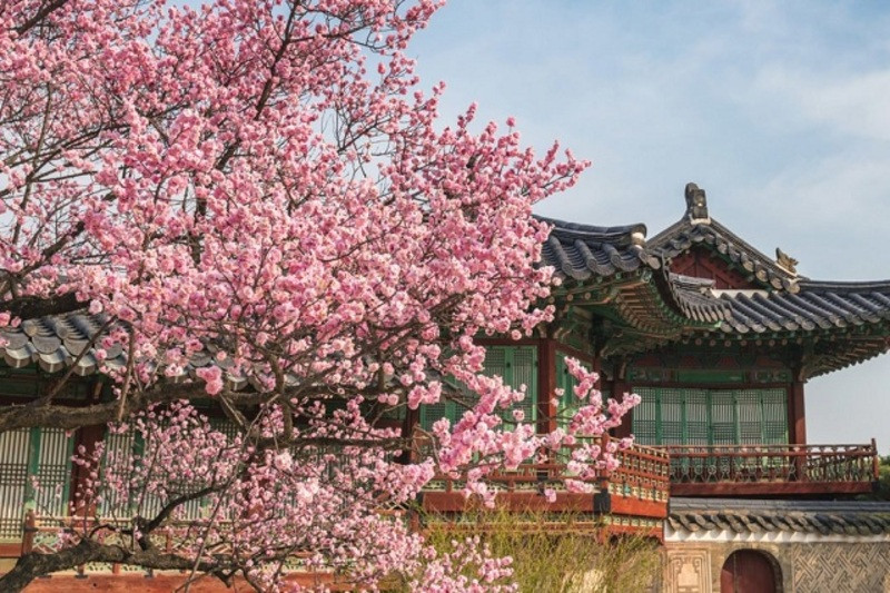 Hoa anh đào ở Gwangju