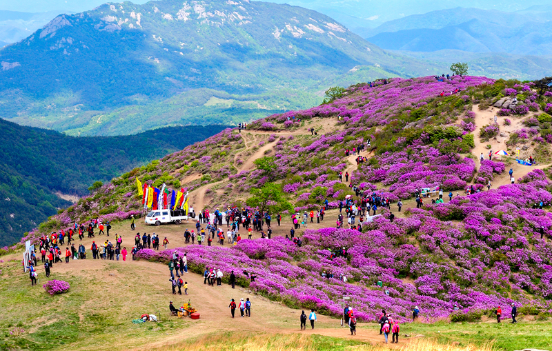 Mùa hoa đỗ quyên tại núi Ganghwa 
