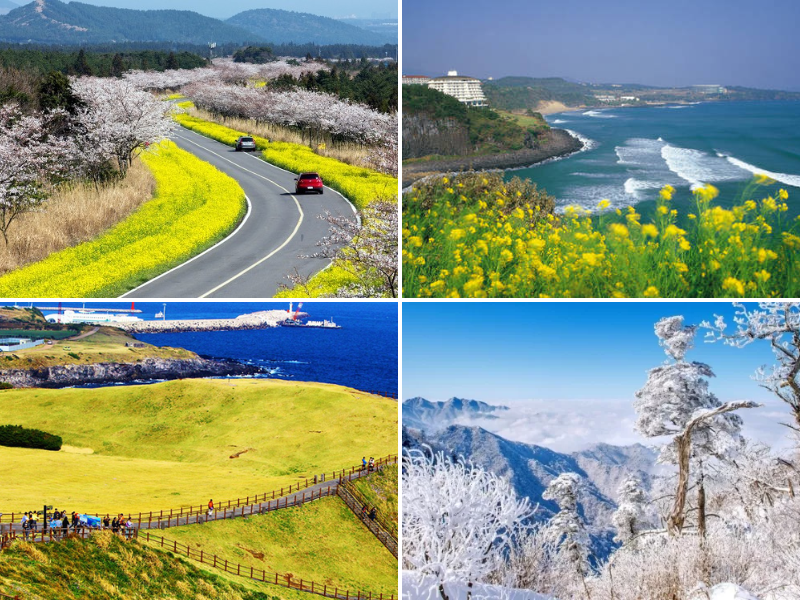 Vẻ đẹp của đảo Jeju qua 4 mùa