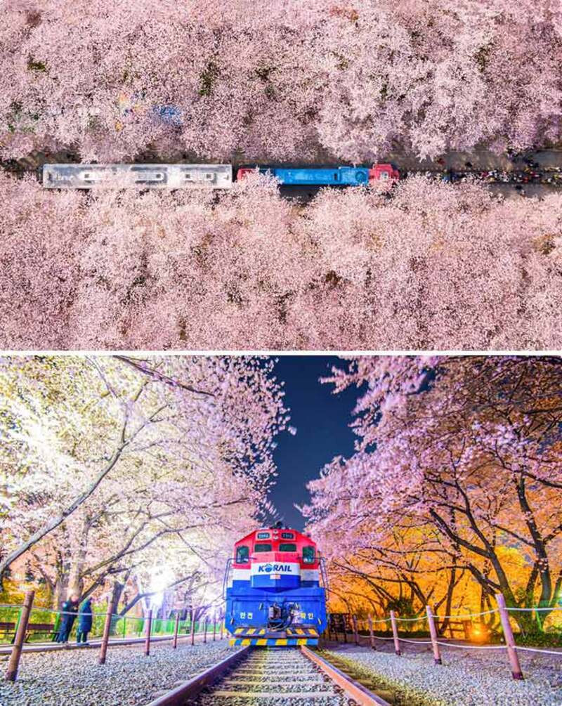 Jinhae-gu ngập tràn sắc hoa anh đào hồng thơ mộng Jinhae-gu ngập tràn sắc hoa anh đào hồng thơ mộng