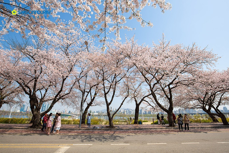 Khám phá công viên Yeouido vào mùa hoa anh đào