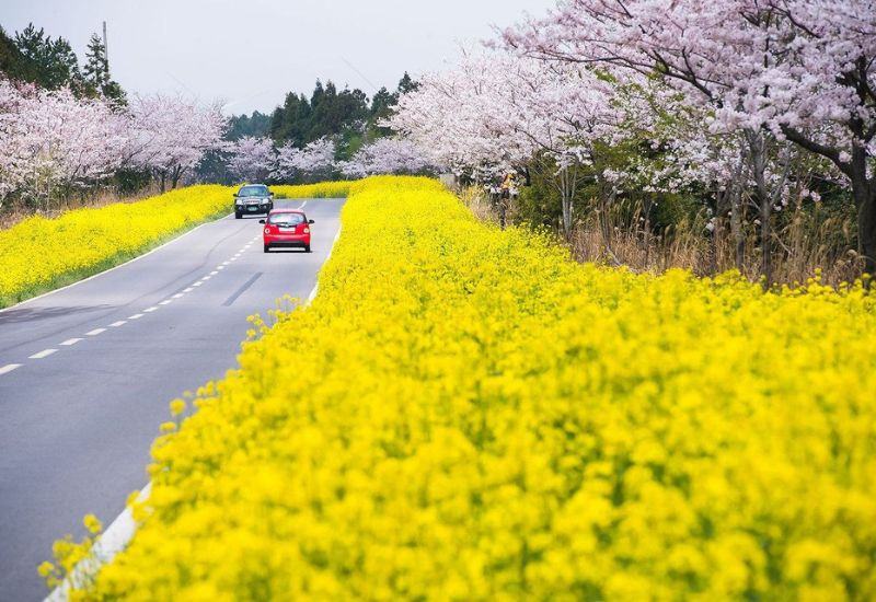 Niềm vui trong Tour Hàn Quốc Jeju tết 2025