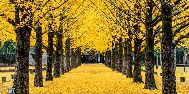 Khung cảnh mùa thu ở đảo Nami vào mùa thu Hàn Quốc