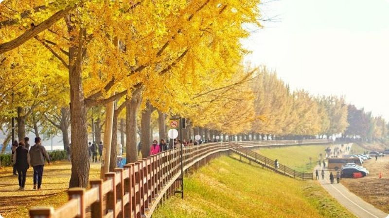 Kinh nghiệm du lịch Hàn Quốc mùa thu
