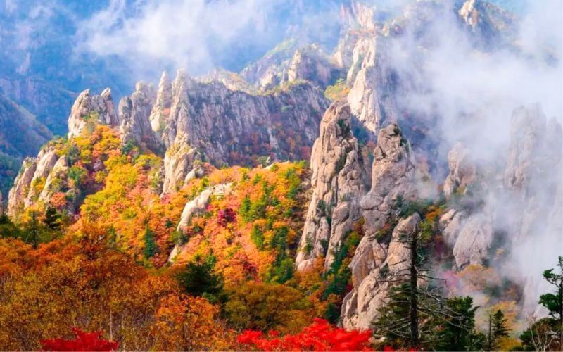 Lá phong rực đỏ giữa đại ngàn Lá phong rực đỏ giữa đại ngàn