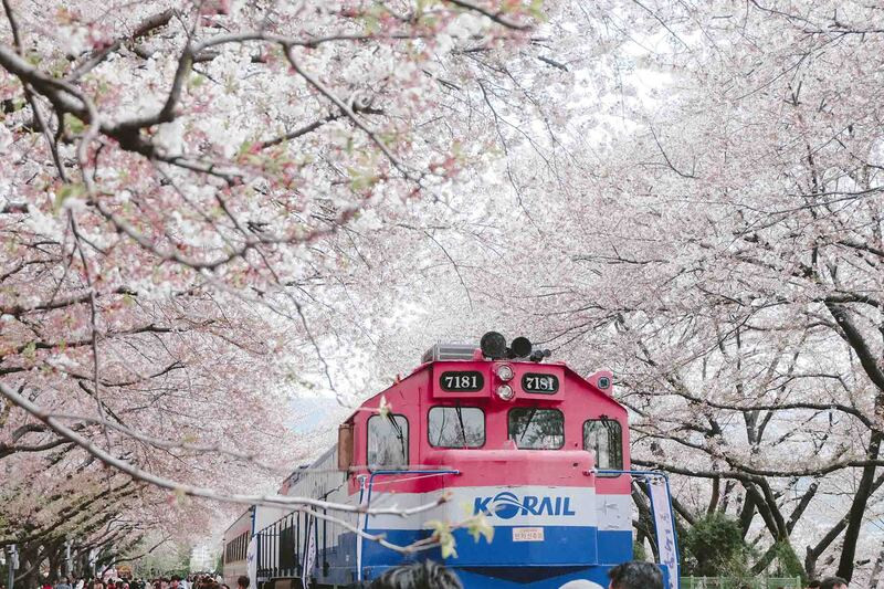 Hoa anh đào Jinhae