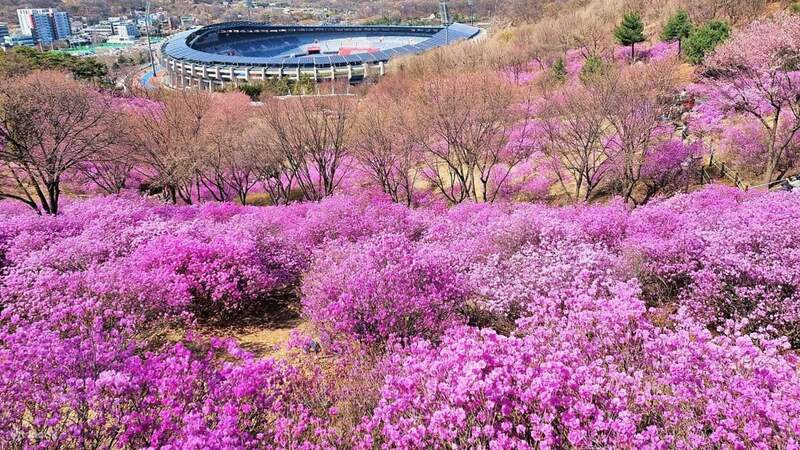 Lễ hội mùa hoa đỗ quyên tại Seoul Forest