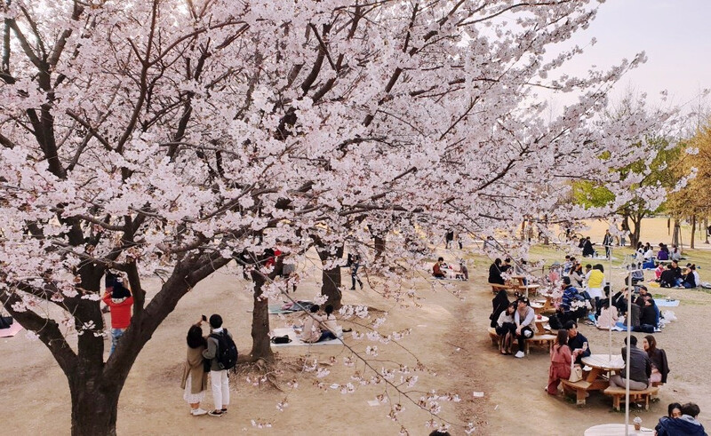 Lễ hội hoa xuân Yeongdeungpo Yeouido